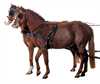K�resele "Standard" -   2 spand - str. cob. 