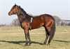 Travsele "Exclusiv" m/hurtigsp�nde. Str. full 