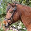 Pro Line   trense m/kombi n�seb�nd m/messing - farve sort. (excl. t�jle)