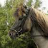 Hanoverransk n�seb�nd- foret- m/messing sp�nder. Flad l�der. 