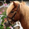 Trense - nakkestykke m/kombi n�seb�nd  - n�seb�nd er justerbar p� sidestykker. 