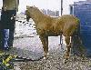 Hj�lpeline t/l�sning - r�d