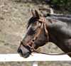 Wildhorn  sidepull "Latago"  str. cob/full