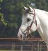 Wildhorn  sidepull "Missouri"  str. cob/full