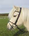 Trense  "Geyser"  - kompl.  incl.  t�jle - sort l�der m/ blanke sp�nder. 