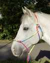 Rebgrime " Rainbow ". Multifarvet.