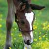 L�dergrime med messingsp�nder