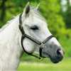L�dergrime med messingbeslag "Horseman's Choice"